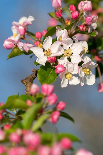 Zbliżenie Kwiatu Malusa Rozkwicie — Zdjęcie stockowe