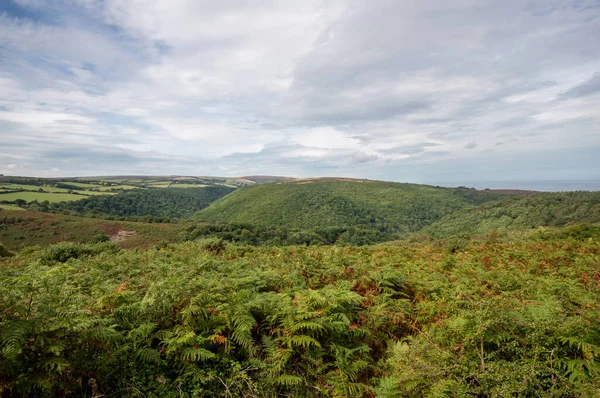 Exmoor Ulusal Parkı 'ndaki Horner Ormanı' nın Dunkery tepesinden görüntü