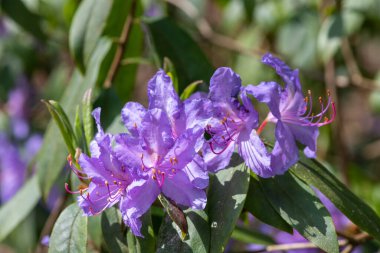 Açan Augustines rhododendron (rhododendron augustinii) çiçeklerine yakın çekim