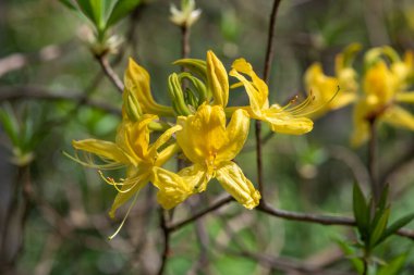 Çiçekler açan sarı açelyalara (rhododendron luteum) yakın çekim