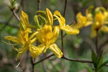 Çiçekler açan sarı açelyalara (rhododendron luteum) yakın çekim