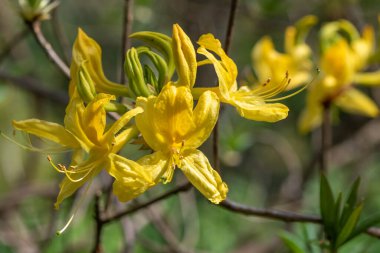 Çiçekler açan sarı açelyalara (rhododendron luteum) yakın çekim