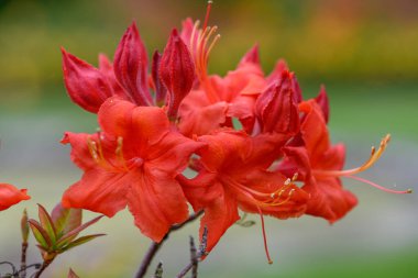Çiçek açan kırmızı erken açelya (rhododendron prinophyllum) çiçeklerini kapat