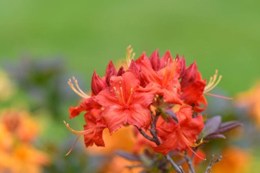 Çiçek açan kırmızı erken açelya (rhododendron prinophyllum) çiçeklerini kapat