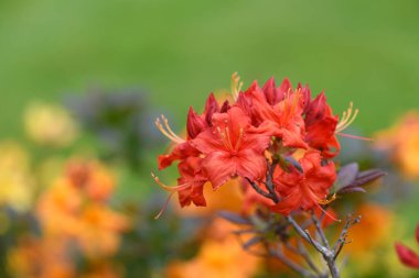 Çiçek açan kırmızı erken açelya (rhododendron prinophyllum) çiçeklerini kapat
