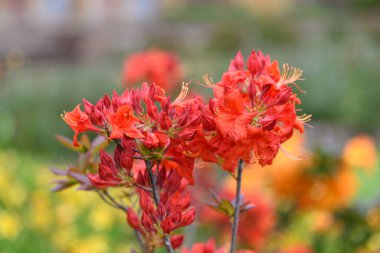 Çiçek açan kırmızı erken açelya (rhododendron prinophyllum) çiçeklerini kapat