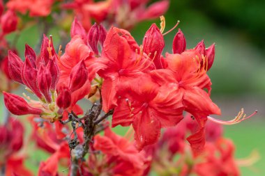 Çiçek açan kırmızı erken açelya (rhododendron prinophyllum) çiçeklerini kapat