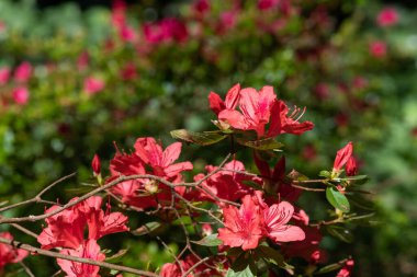 Çiçek açan kırmızı erken açelya (rhododendron prinophyllum) çiçeklerini kapat