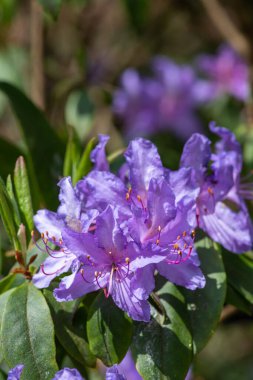 Açan Augustines rhododendron (rhododendron augustinii) çiçeklerine yakın çekim