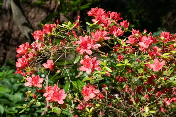 Close Red Early Azalea Rhododendron Prinophyllum Flowers Bloom — Stock Photo, Image