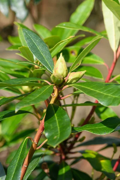 stock image Close up of Rhododendron buds