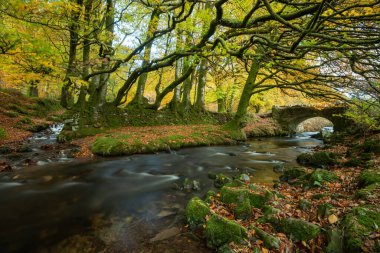 Sonbaharda Exmoor Ulusal Parkı 'ndaki Soyguncular Köprüsü' nün altından akan Weir Nehri.