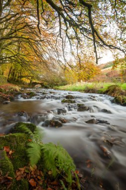 Sonbaharda Exmoor Ulusal Parkı 'ndaki Soyguncular Köprüsü' nün altından akan Weir Nehri.