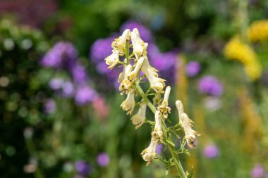 Kuzey kurtlarının felaketi (aconitum lycontonum) çiçekleri çiçek açarken kapanır