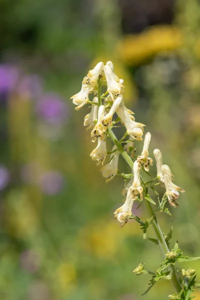 開花時に北側のオオカバマダラ アコニウム リコンコン の花を閉じます — ストック写真