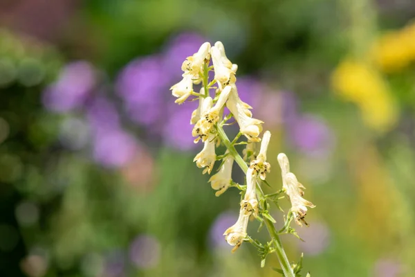 stock image Close up of northern wolfs bane (aconitum lycontonum) flowers in bloom