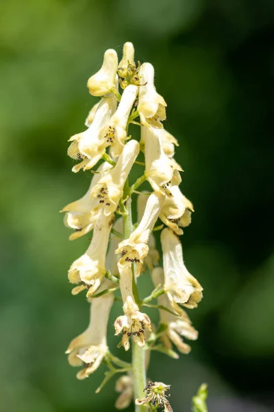 開花時に北側のオオカバマダラ アコニウム リコンコン の花を閉じます — ストック写真