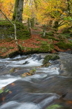 Exmoor Ulusal Parkı 'ndaki Soyguncular Köprüsü' nün akıntısından akan Weir Nehri 'ne uzun süre maruz kalmış.