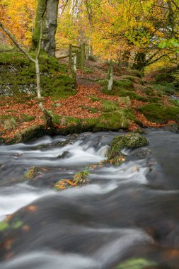 Exmoor Ulusal Parkı 'ndaki Soyguncular Köprüsü' nün akıntısından akan Weir Nehri 'ne uzun süre maruz kalmış.