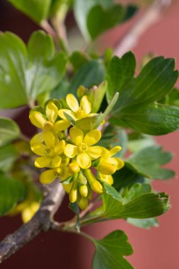 Çiçekler açan altın frenk üzümüne (ribes aureum) yaklaş