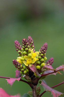 Çiçekler açan altın frenk üzümüne (ribes aureum) yaklaş