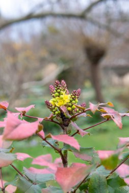 Çiçekler açan altın frenk üzümüne (ribes aureum) yaklaş