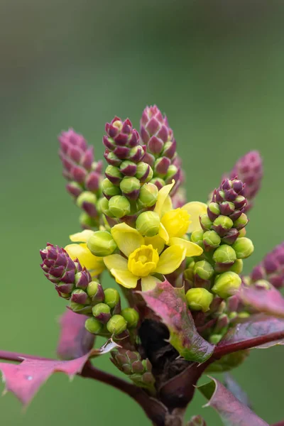 Крупним Планом Золота Смородина Ribes Aureum Квіти Цвітіння — стокове фото