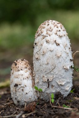 Genç tüylü mürekkep başlığını kapat (coprinus comatus) mantarları