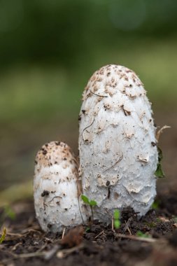 Genç tüylü mürekkep başlığını kapat (coprinus comatus) mantarları