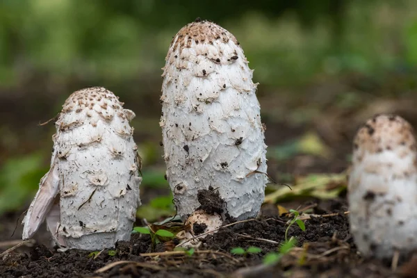 stock image Close up of young shaggy ink cap (coprinus comatus) mushrooms