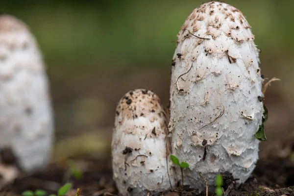 Stock image Close up of young shaggy ink cap (coprinus comatus) mushrooms