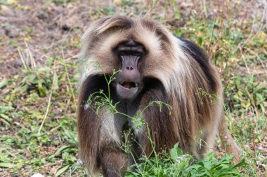 Çayırdaki bir gelada (theropithecus gelada) maymunu portresi