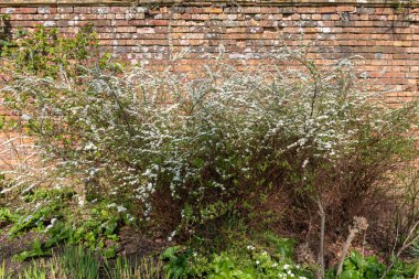 Thunbergs Meadowsweet 'in (spirea thunbergii) çiçeklerinin açılışını kapat
