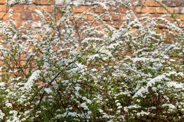 Thunbergs Meadowsweet 'in (spirea thunbergii) çiçeklerinin açılışını kapat