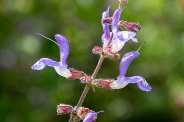 Close up of salvia cyanescens flowers in bloom