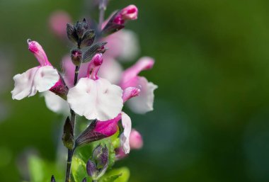 Çiçek açmış pembe salvia çiçeklerinin makro çekimi