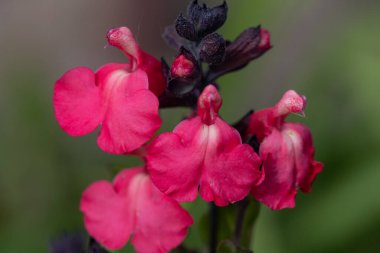 Çiçek açmış pembe salvia çiçeklerinin makro çekimi