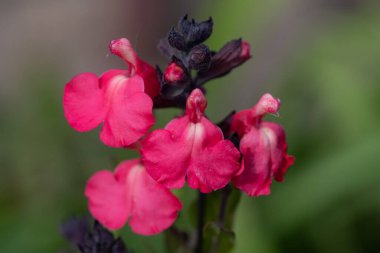 Çiçek açmış pembe salvia çiçeklerinin makro çekimi