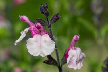 Çiçek açmış pembe salvia çiçeklerinin makro çekimi