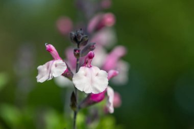 Çiçek açmış pembe salvia çiçeklerinin makro çekimi