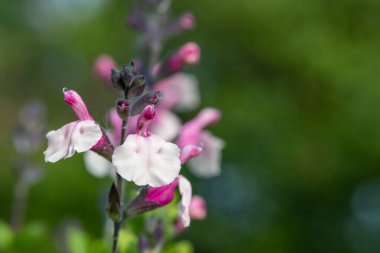 Çiçek açmış pembe salvia çiçeklerinin makro çekimi