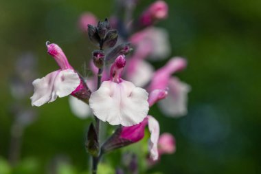 Çiçek açmış pembe salvia çiçeklerinin makro çekimi
