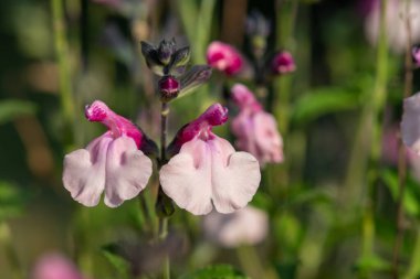 Çiçek açmış pembe salvia çiçeklerinin makro çekimi