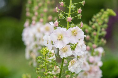 Beyaz verbascum çiçeklerine yaklaşın.