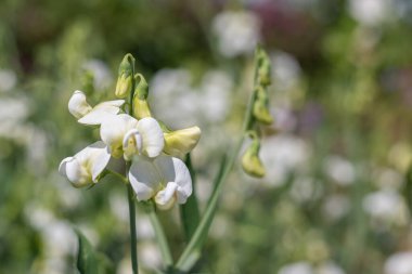Close up of white sweet pea (lathyrus odoratus) flowers in bloom