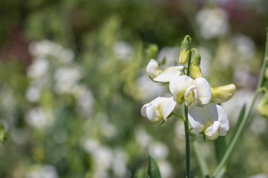 Close up of white sweet pea (lathyrus odoratus) flowers in bloom