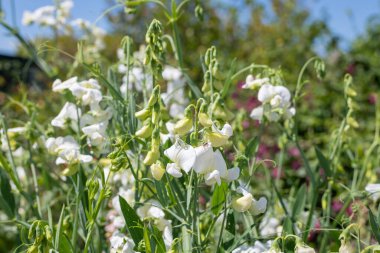 Close up of white sweet pea (lathyrus odoratus) flowers in bloom