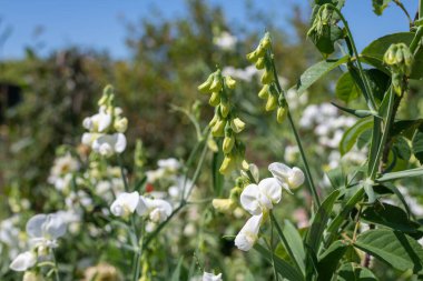 Çiçekler açan pembe ve beyaz bezelye (lathyrus kokusu) çiçeklerini kapat