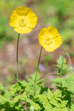 Gal gelinciklerini (papaver cambricum) çiçek açarken kapat