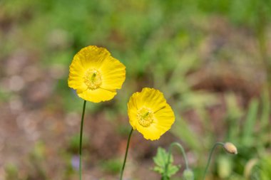 Gal gelinciklerini (papaver cambricum) çiçek açarken kapat